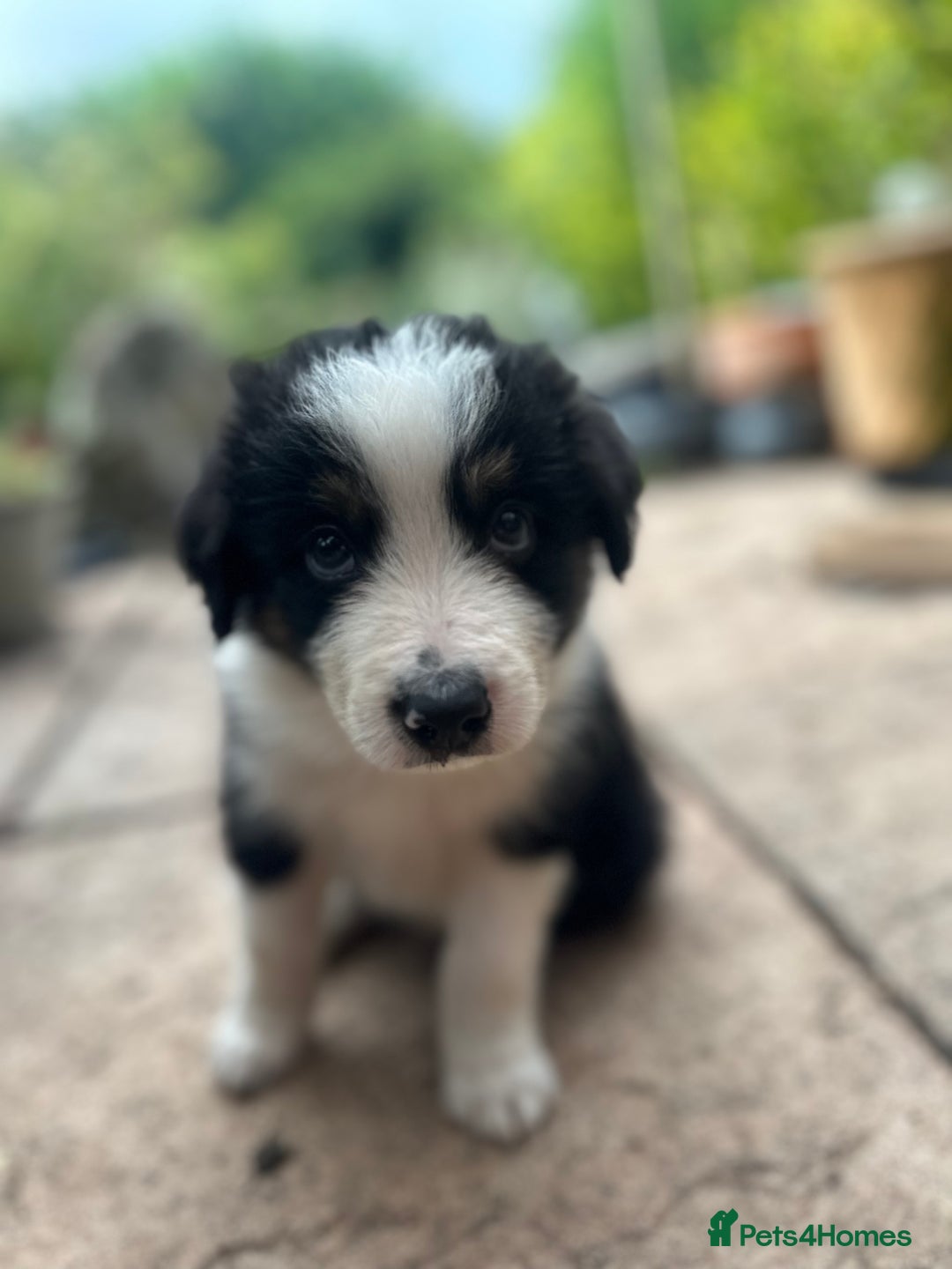 Border Collie dogs for sale: Border collie puppies - Image 4