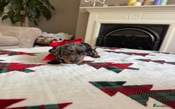 Miniature Dachshund dogs for sale: Miniature Dachshund puppies. Readying Soon! - Image 25