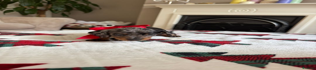 Miniature Dachshund Puppy 5