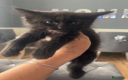 American Shorthair cats for sale: Unique markings tuxedo and all black kittens  - Image 6