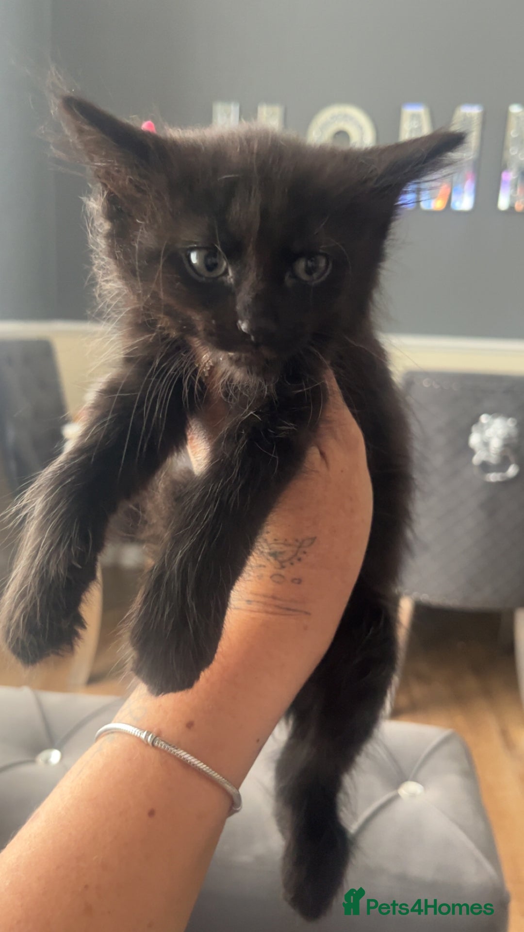American Shorthair cats for sale: Unique markings tuxedo and all black kittens  - Image 6