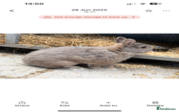 Netherland Dwarf rabbits for sale: Netherland dwarf rabbits for sale  - Image 5