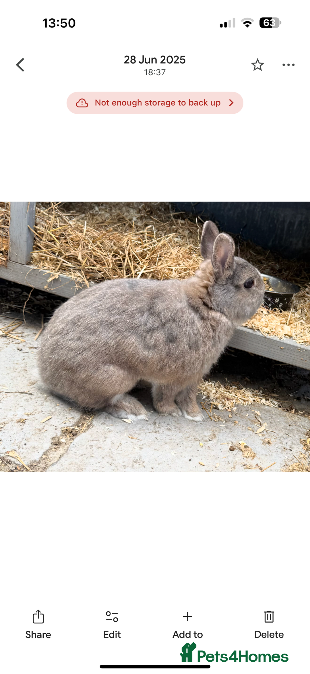 Netherland Dwarf rabbits for sale: Netherland dwarf rabbits for sale  - Image 5