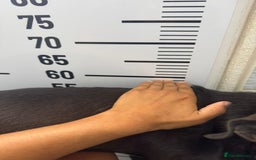 Mixed Breed dogs for adoption: Pretty Pretzel - Image 9