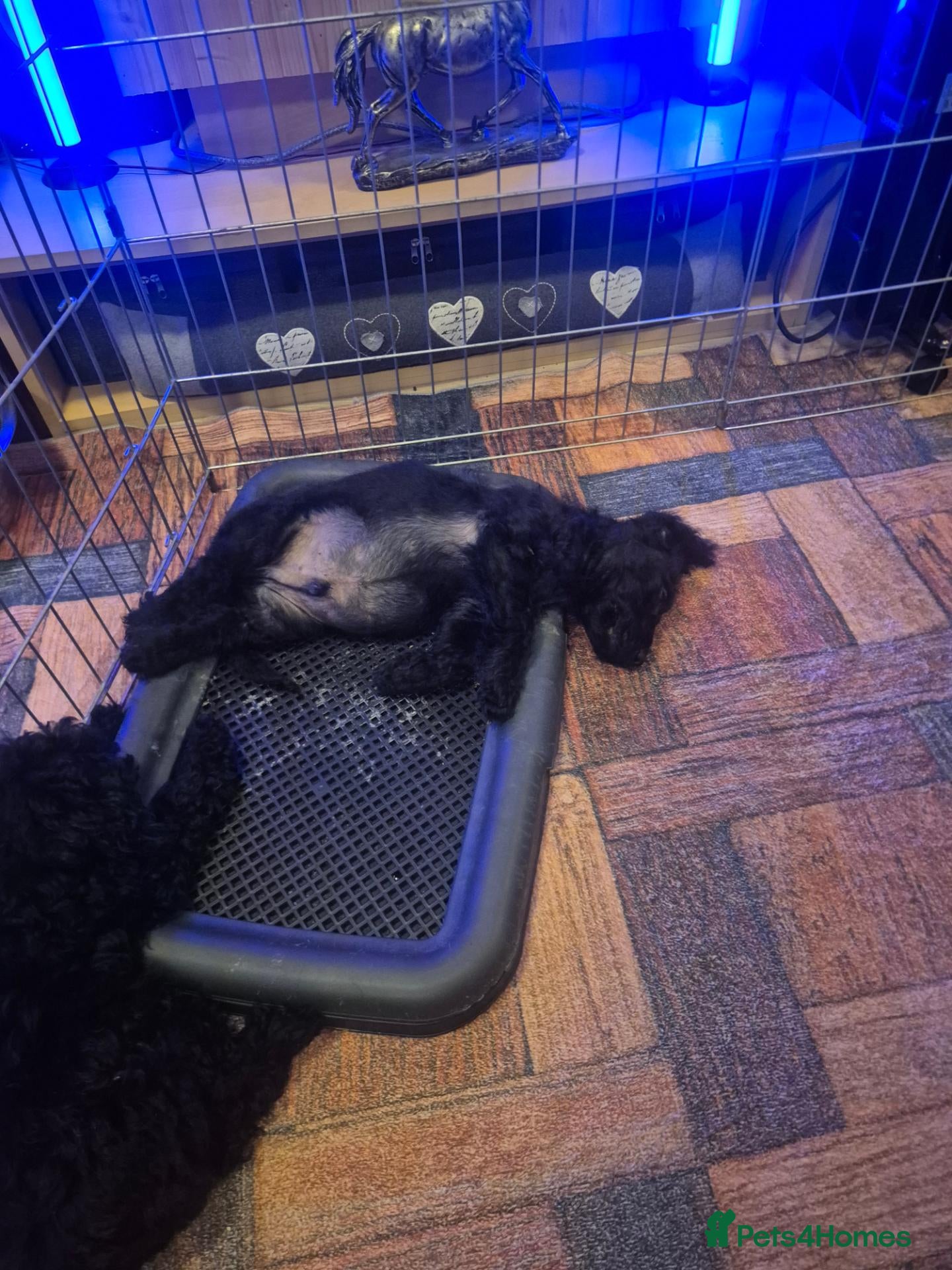 Labradoodle dogs for sale: Beautiful MINIATURE Labradoodles !  - Advert 2