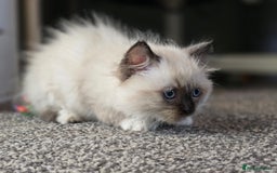 Ragdoll cats for sale: Beautiful bundle of fluff Ragdoll ready now  - Image 2