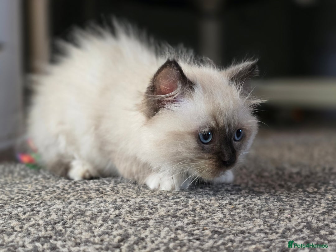 Ragdoll cats for sale: Beautiful bundle of fluff Ragdoll ready now  - Image 2