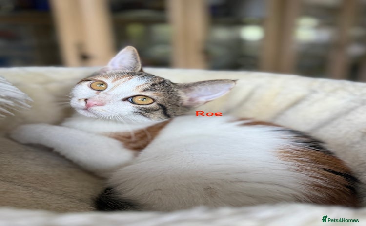 Domestic Shorthair cats - Advert 12