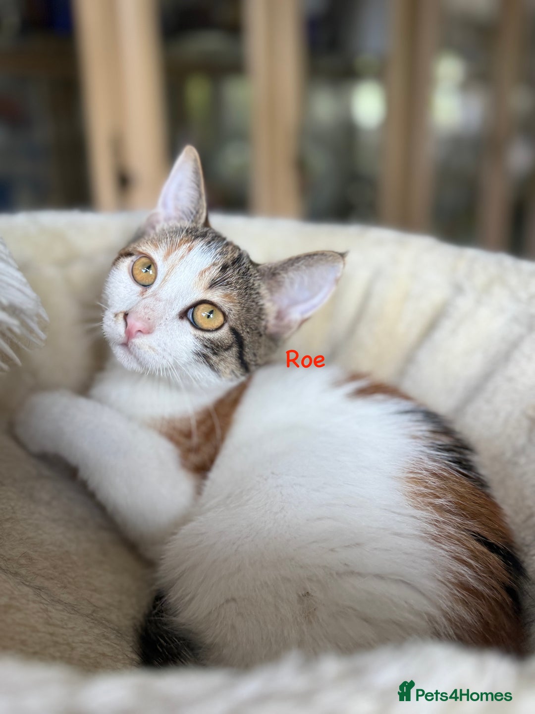 Domestic Shorthair cats for adoption: Greek juniors - Image 1