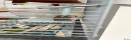 Rat rodents for sale: 5 male pet rats  in Hull - Advert 6