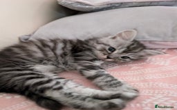 Mixed Breed cats for sale: 4 Sweet kittens!! - Image 10