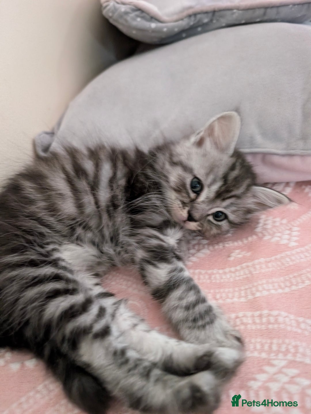 Mixed Breed cats for sale: 4 Sweet kittens!! - Image 10