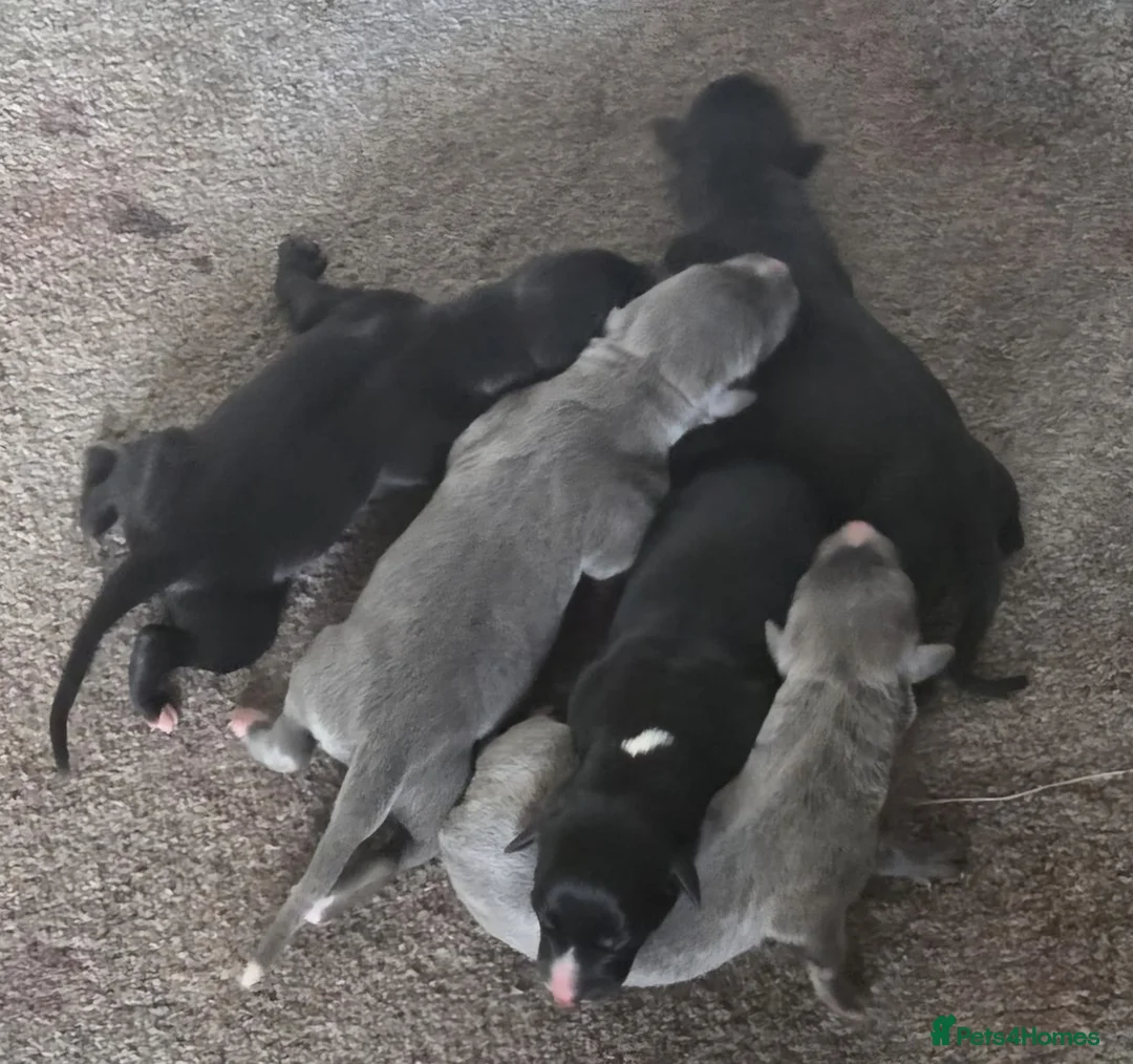 Mixed Breed dogs for sale: Collie/Whippet/Grey Lurcher Puppies in Durham - Advert 2