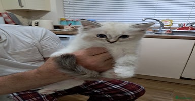 Ragdoll cats - Advert 9
