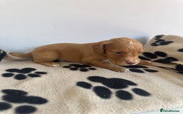 Cocker Spaniel dogs for sale: Working Cocker spaniel puppies  - Image 21