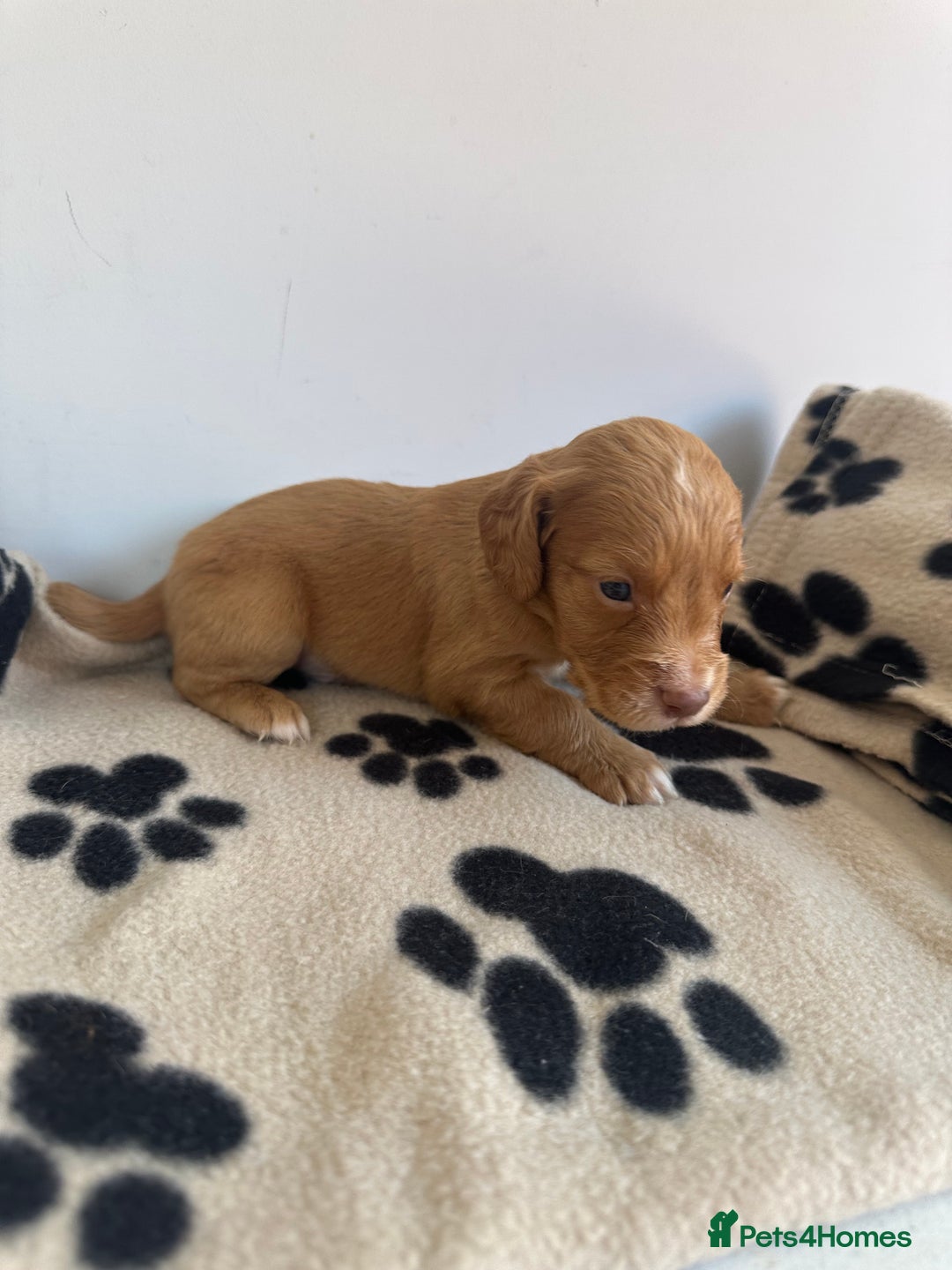 Cocker Spaniel dogs for sale: Working Cocker spaniel puppies  - Image 21