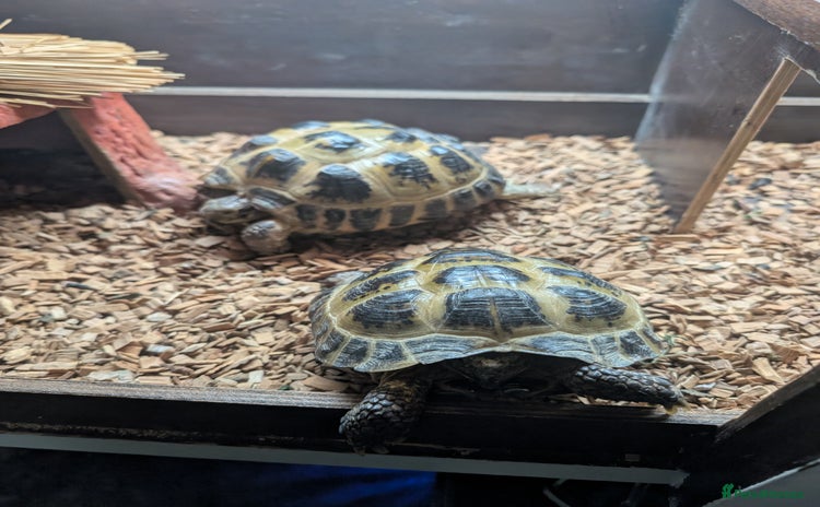 Tortoise reptiles - Advert 9
