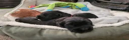 Sprocker dogs for sale: Beautiful, healthy Spaniel puppies. in Dover - Advert 33