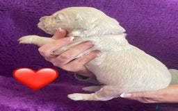 Golden Retriever dogs for sale: KC Reg Cream Boys from health tested parents.  - Image 34