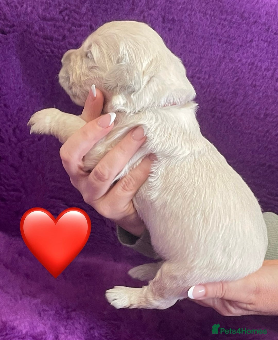 Golden Retriever dogs for sale: KC Reg Cream Boys from health tested parents.  - Image 34