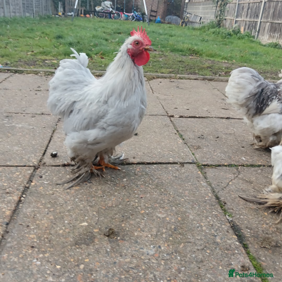 Hens poultry for sale: Chickens for sale - Image 16