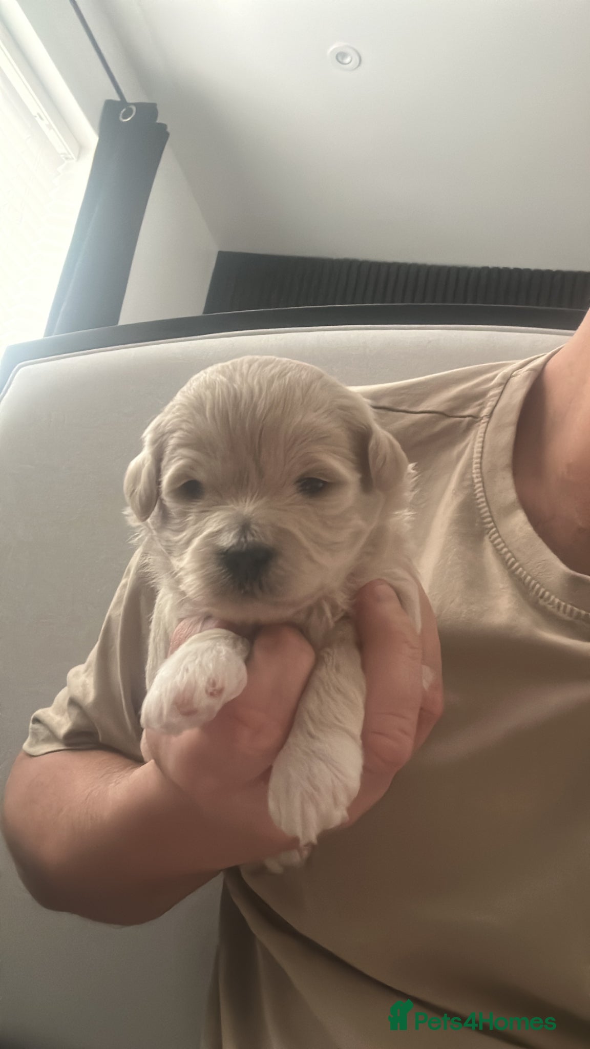 Maltipoo dogs Maltipoo babys - Advert 1