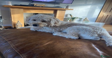 Goldendoodle dogs in Bridgwater - Advert 12