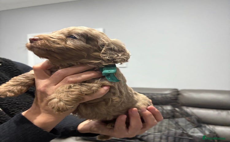 Cockapoo dogs American cockapoo needs Home URGENTLY - Advert 1