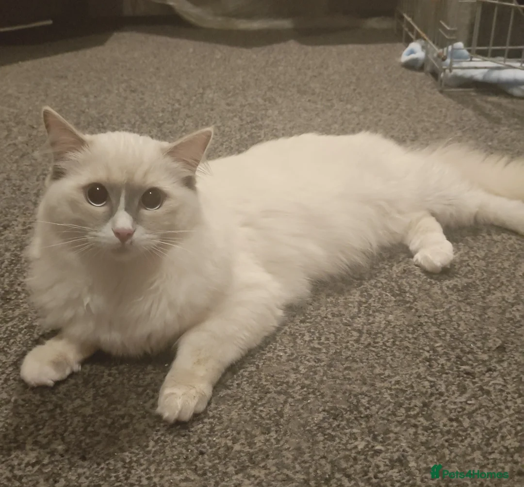 Ragdoll cats for sale: PURE ragdoll male  - Advert 2