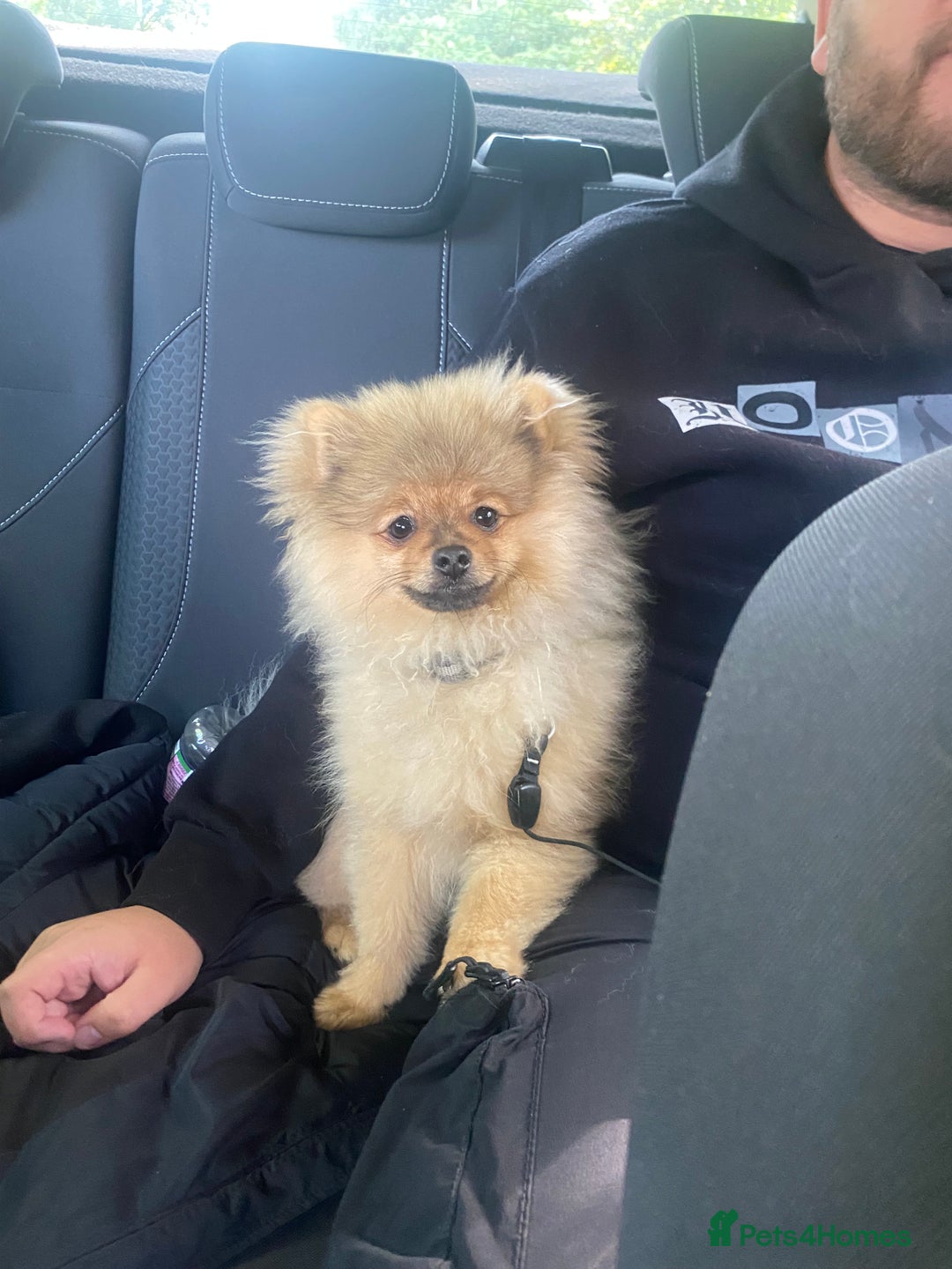 Pomeranian dogs for sale: Cute Pomeranian Puppy Looking for Loving Family - Advert 5
