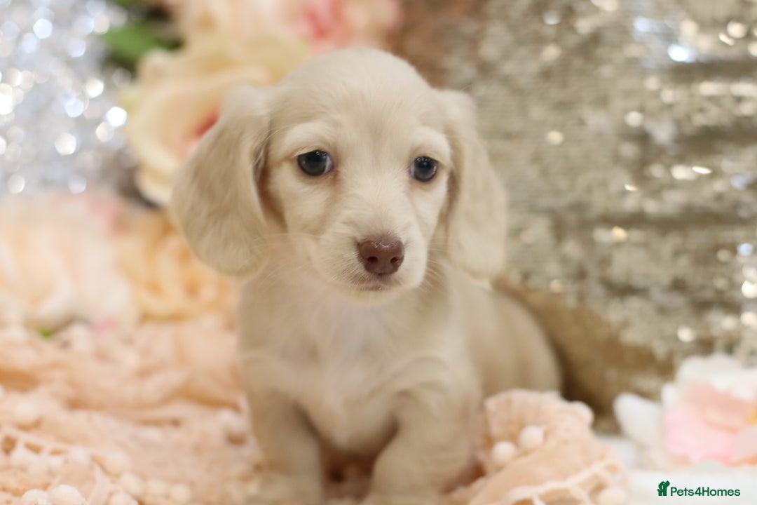 Miniature Dachshund dogs for sale: KC Registered Cream Longhair Puppies - Image 6
