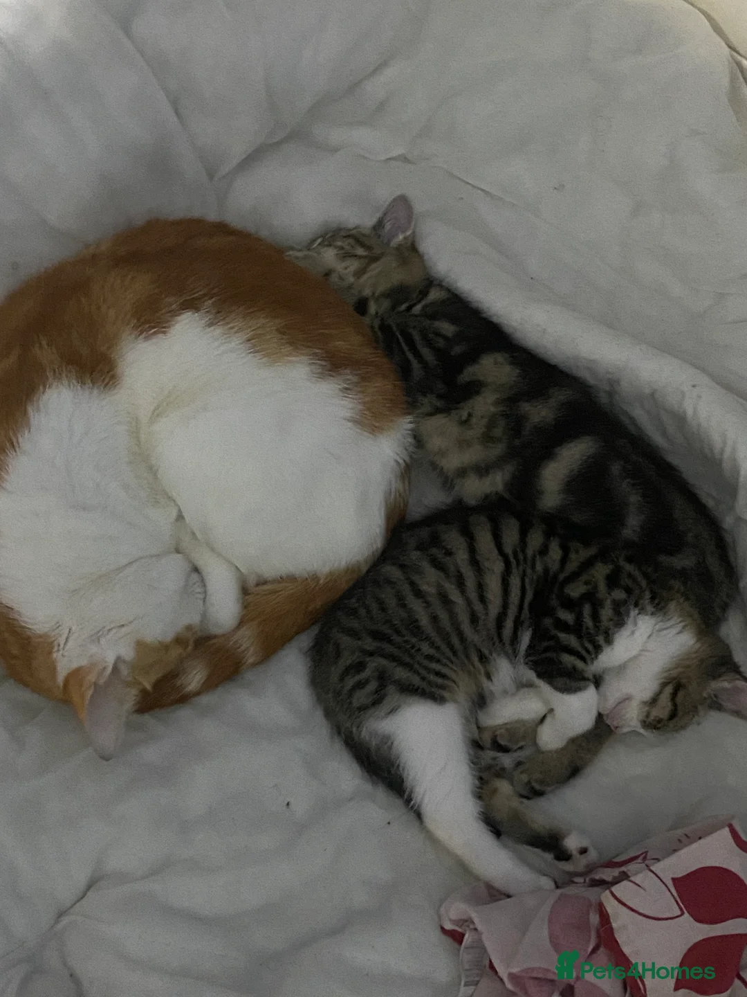 Mixed Breed cats for sale: Two male kittens need a new home in Walsall - Advert 2