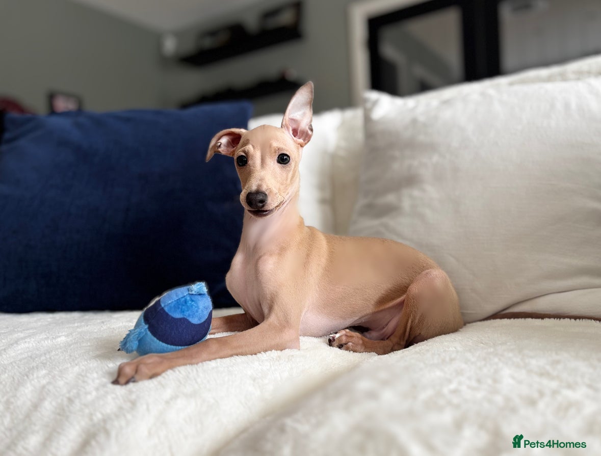 Italian Greyhound dogs Stunning KC Italian Greyhound Boy Low COI 0.5% - Advert 1