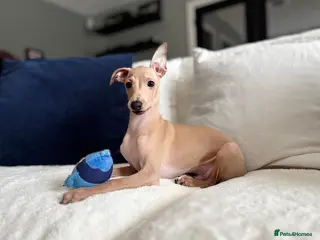 Italian Greyhound dogs Stunning KC Italian Greyhound Boy Low COI 0.5% - Advert 1