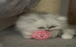 Persian cats for sale: Silver Persian chinchilla kittens, 2 Male 1 Female - Image 8