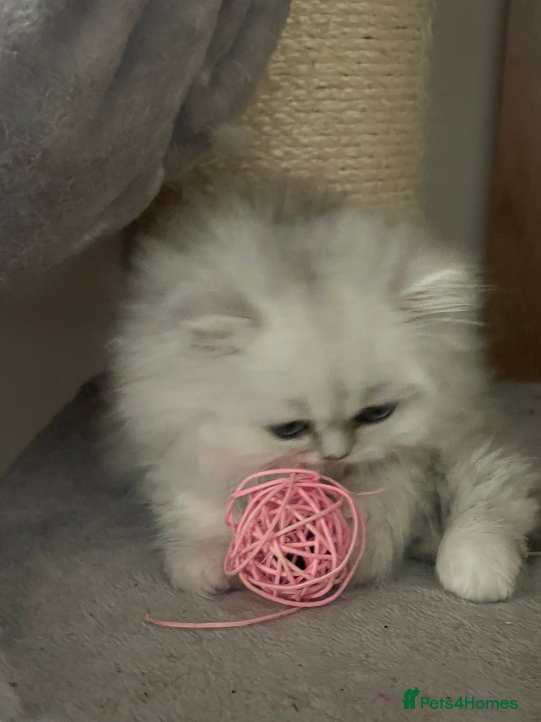 Persian cats for sale: Silver Persian chinchilla kittens, 2 Male 1 Female - Image 8