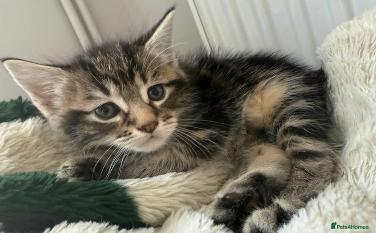 Mixed Breed cats - Advert 16