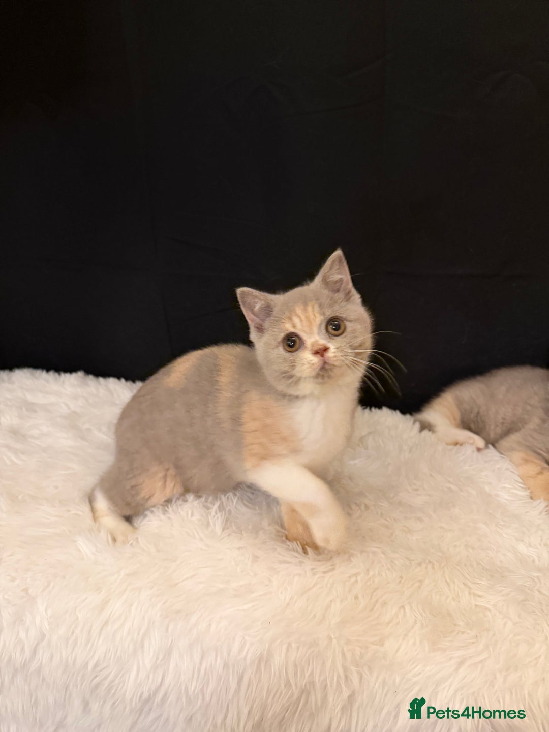 British Shorthair cats for sale: 😽Full Pedigree Registered BSH🌷Trusted Breeder - Advert 33