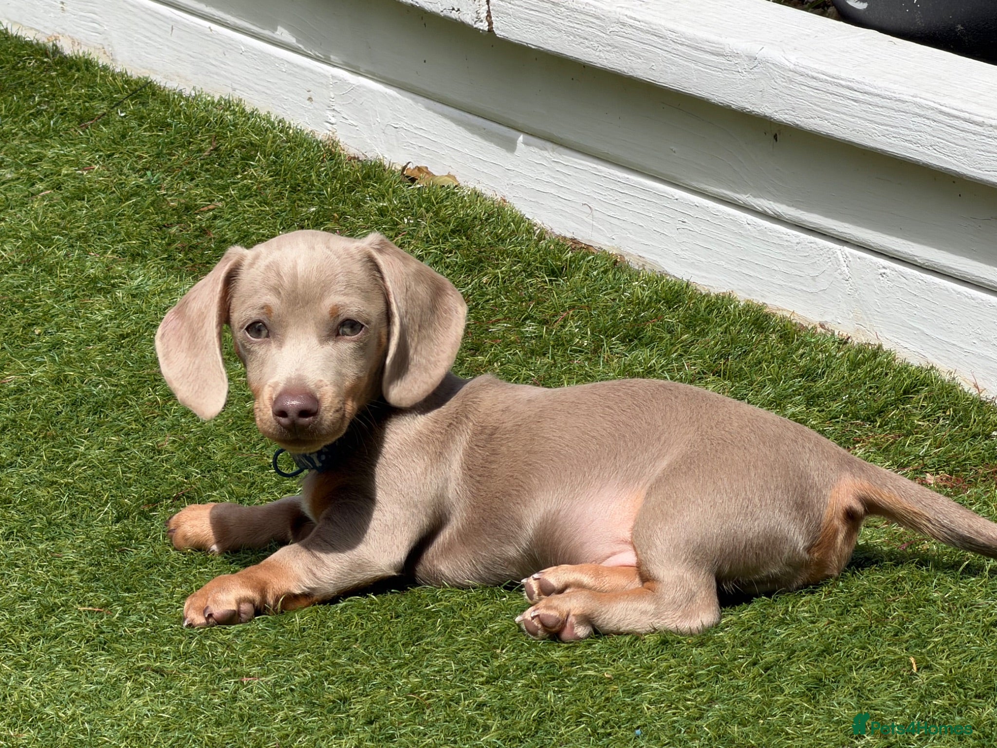 Miniature Dachshund dogs Beautiful Isabella and tan boy  - Advert 5