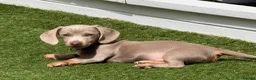 Miniature Dachshund dogs for sale: Beautiful Isabella and tan boy  - Advert 1