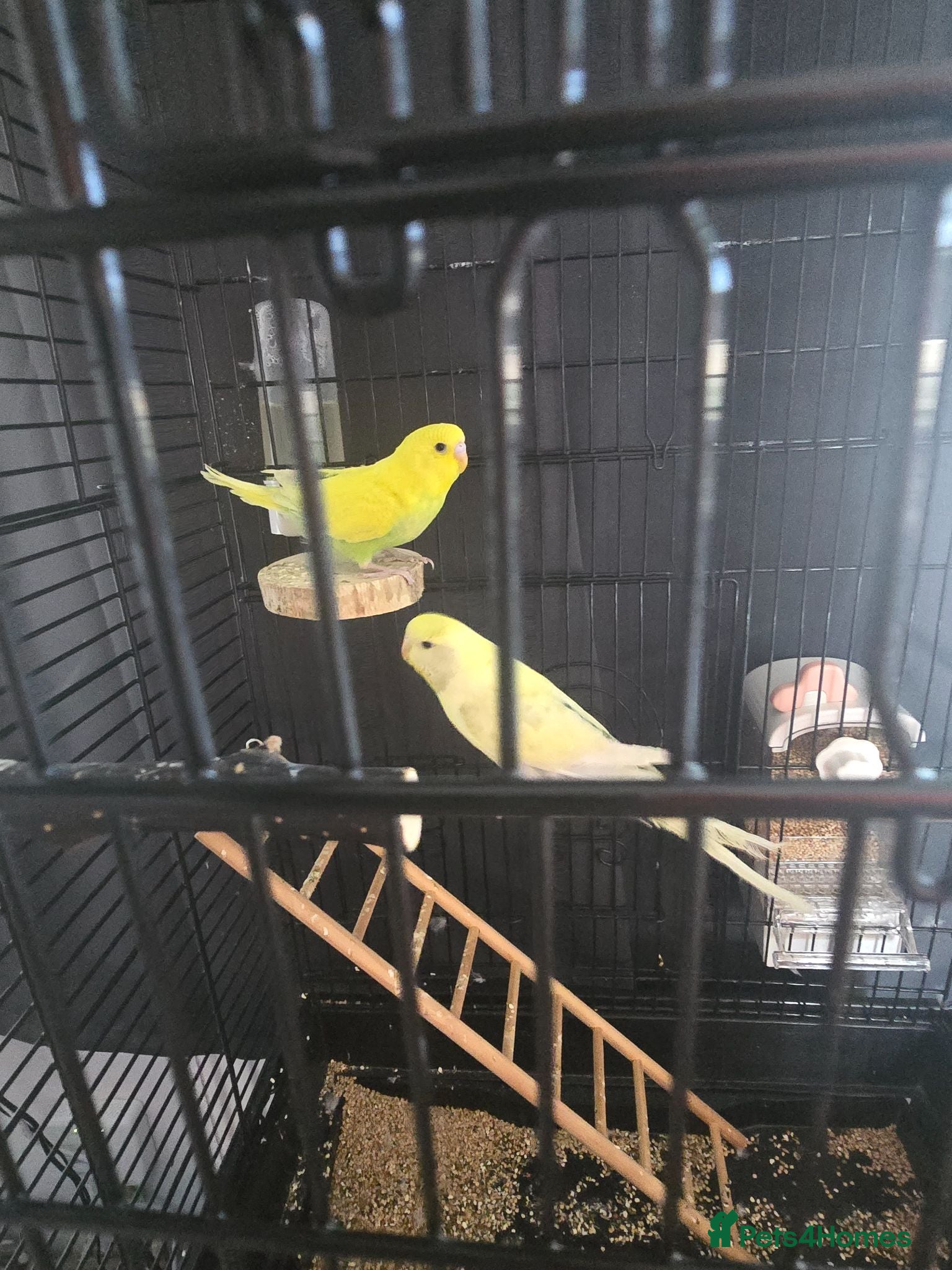 Budgerigars birds 2x  baby semi tame budgies and accessories  - Advert 1