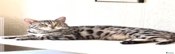 Bengal cats for sale: ✨ Beautiful Silver Bengal Girl Needs a New Home ✨ - Advert 5