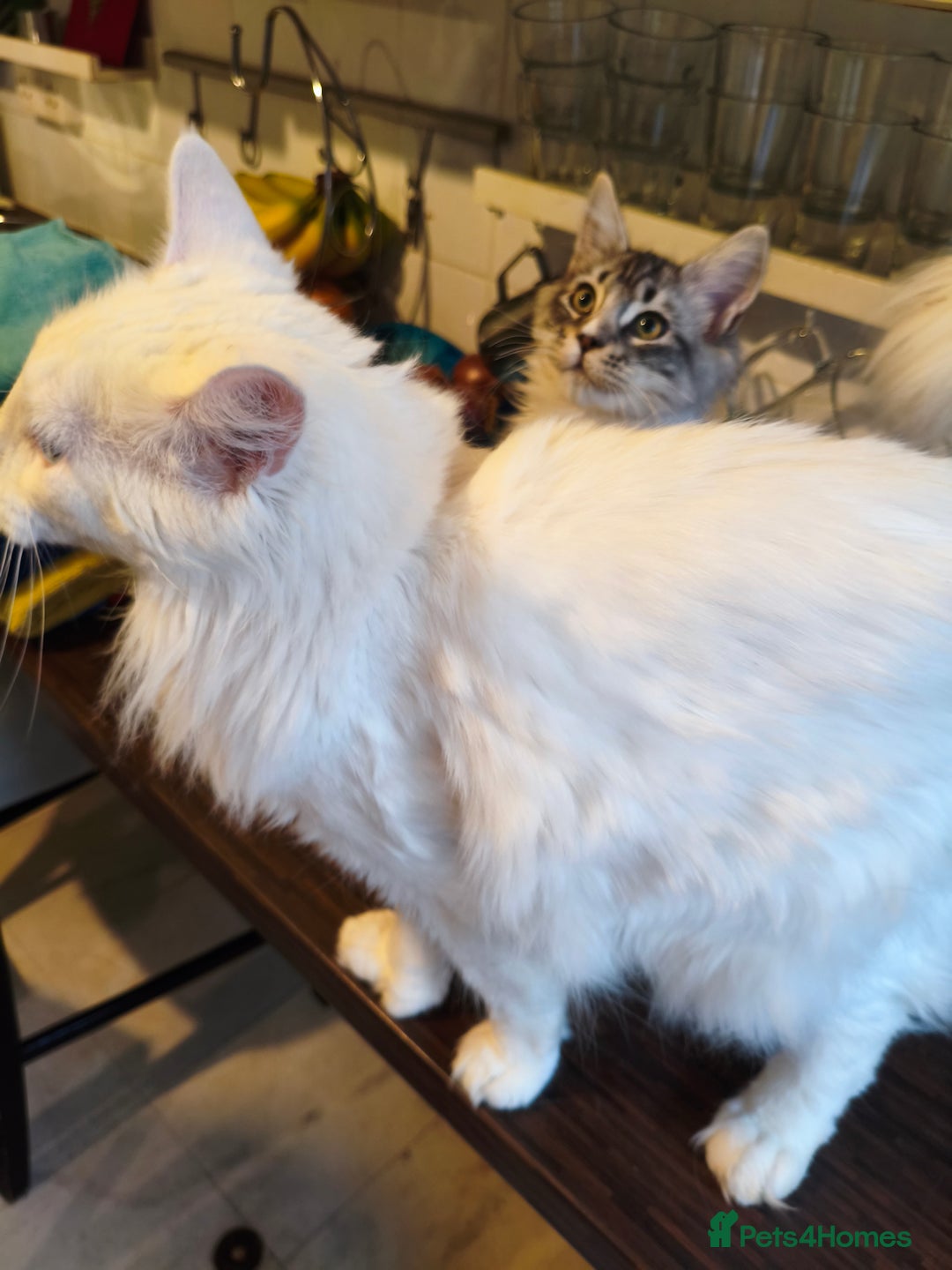 Maine Coon cats for sale: Striking Maine Coon girl - Advert 1