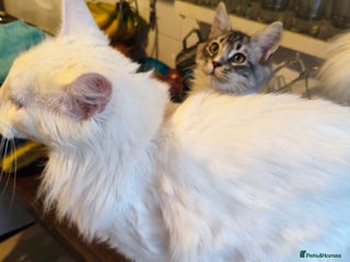 Maine Coon cats Striking Maine Coon girl - Advert 4