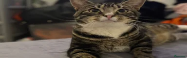 Milo