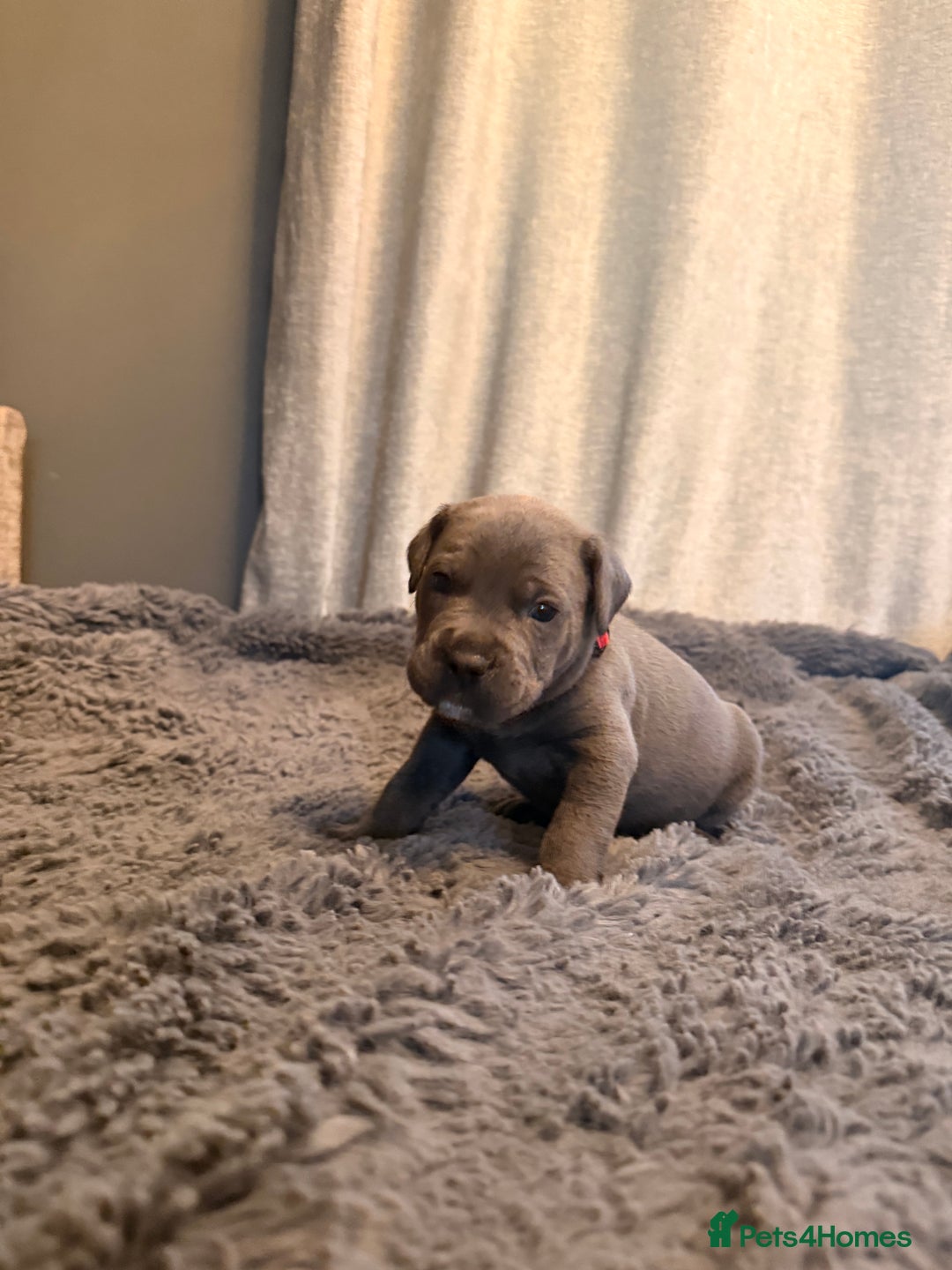 Cane Corso dogs for sale: Exceptional, Champion Bloodline Cane Corso Puppies - Advert 22