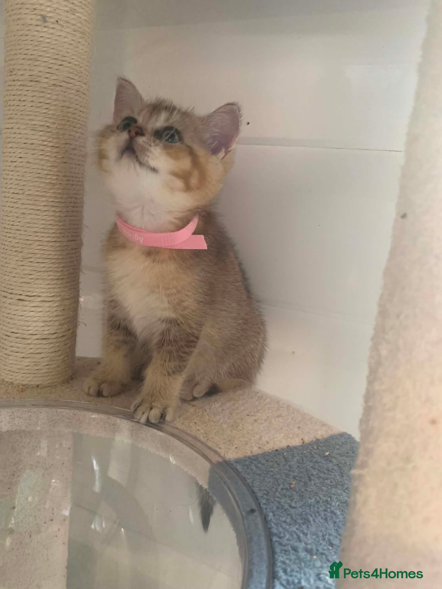 British Shorthair cats BSH Stunning rare Shaded - Advert 1
