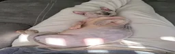Sphynx cats for sale: Beauiful dwelf girl - Advert 3