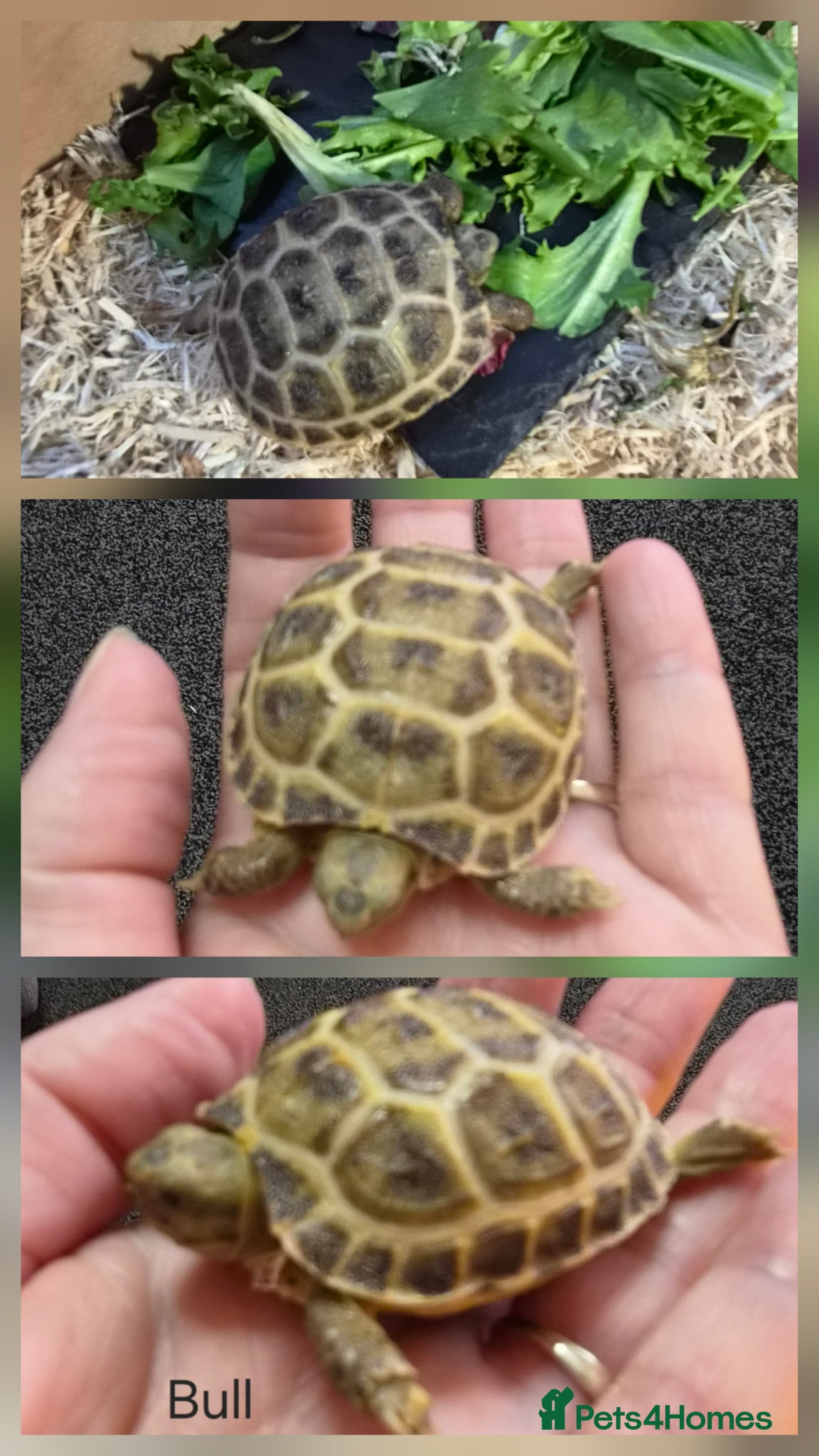 Tortoise reptiles Horsefield Baby Tortoise - Advert 2