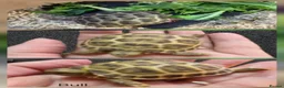 Tortoise reptiles for sale: Horsefield Baby Tortoises - Advert 4